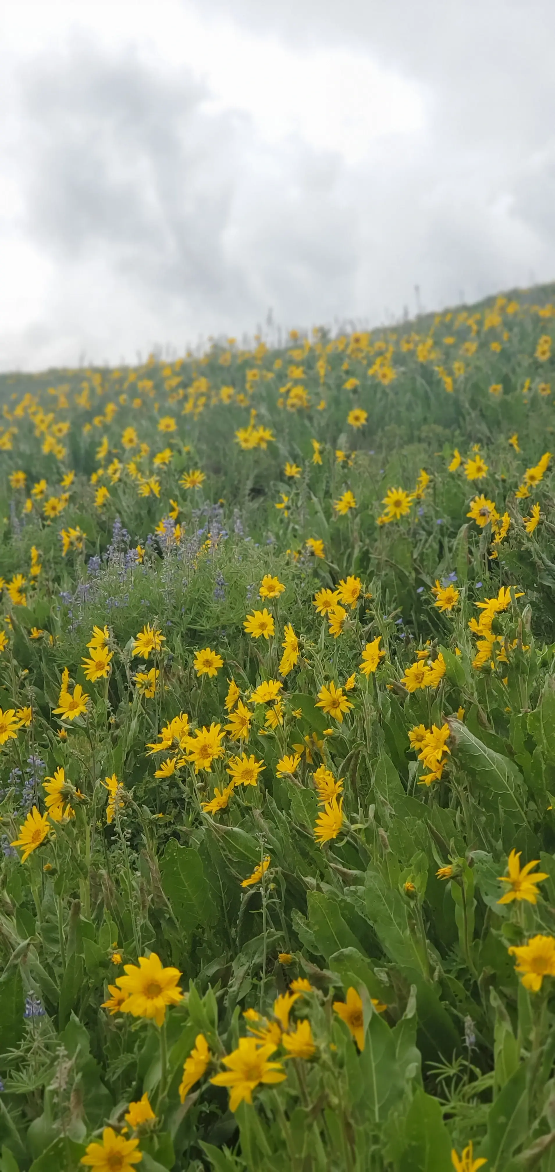 Flowers on the side of the trail