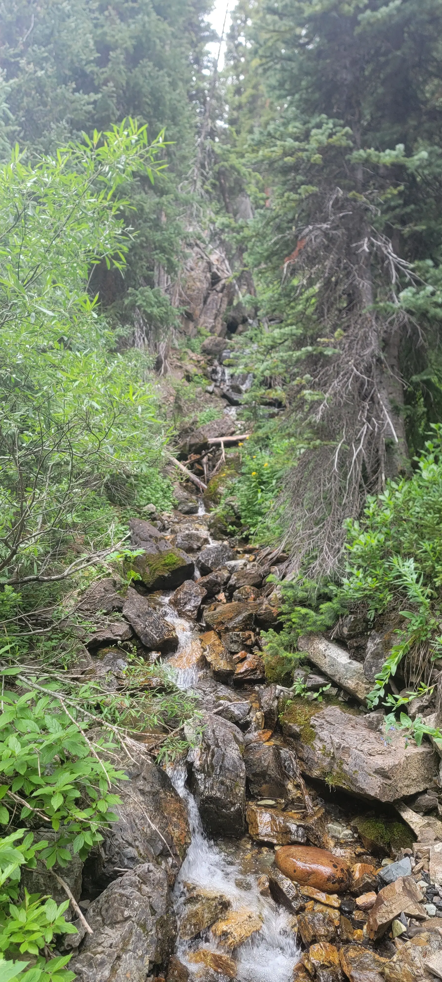 Waterfall surrounded by forest