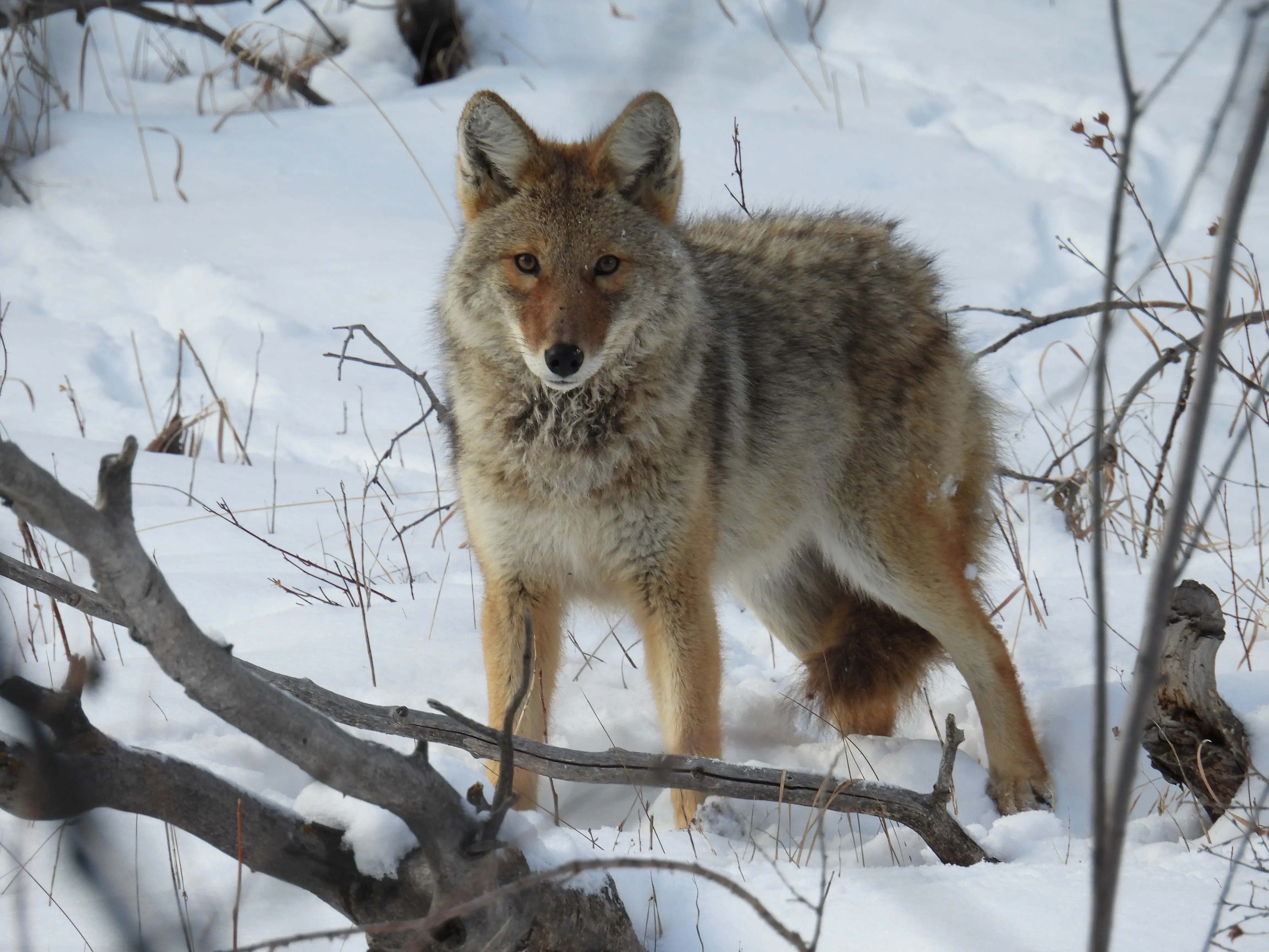 Coyote in its natural surroundings