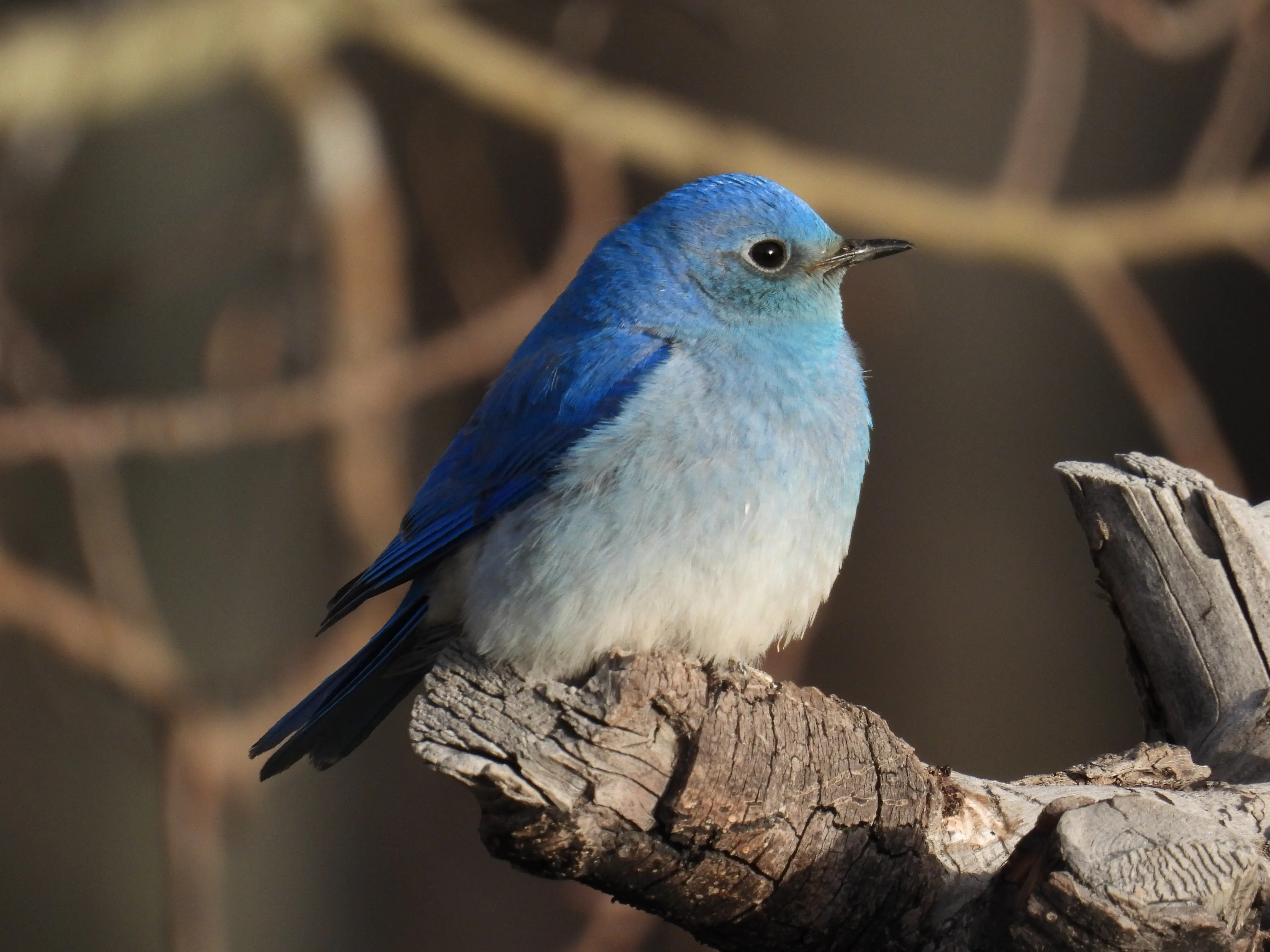 Mountain bluebird in its natural surroundings